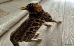 Bengal cats for sale: 🐾 Beautiful Rosetted Bengal Girl - Image 2