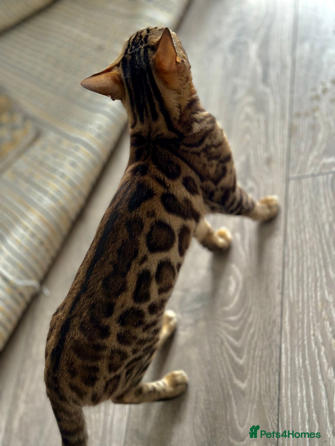 Bengal cats for sale: 🐾 Beautiful Rosetted Bengal Girl - Image 2