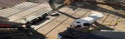 Mixed Breed dogs for adoption: Badger - Badersfield Norfolk  - Advert 17