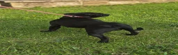 Staffordshire Bull Terrier dogs for sale: Kc registered,  Health tested, Black stafford male - Advert 7