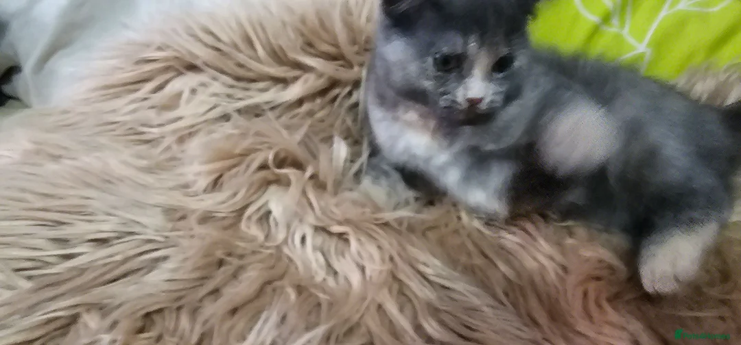 British Shorthair cats for sale: 4 lovely British shorthair kittens - Advert 2