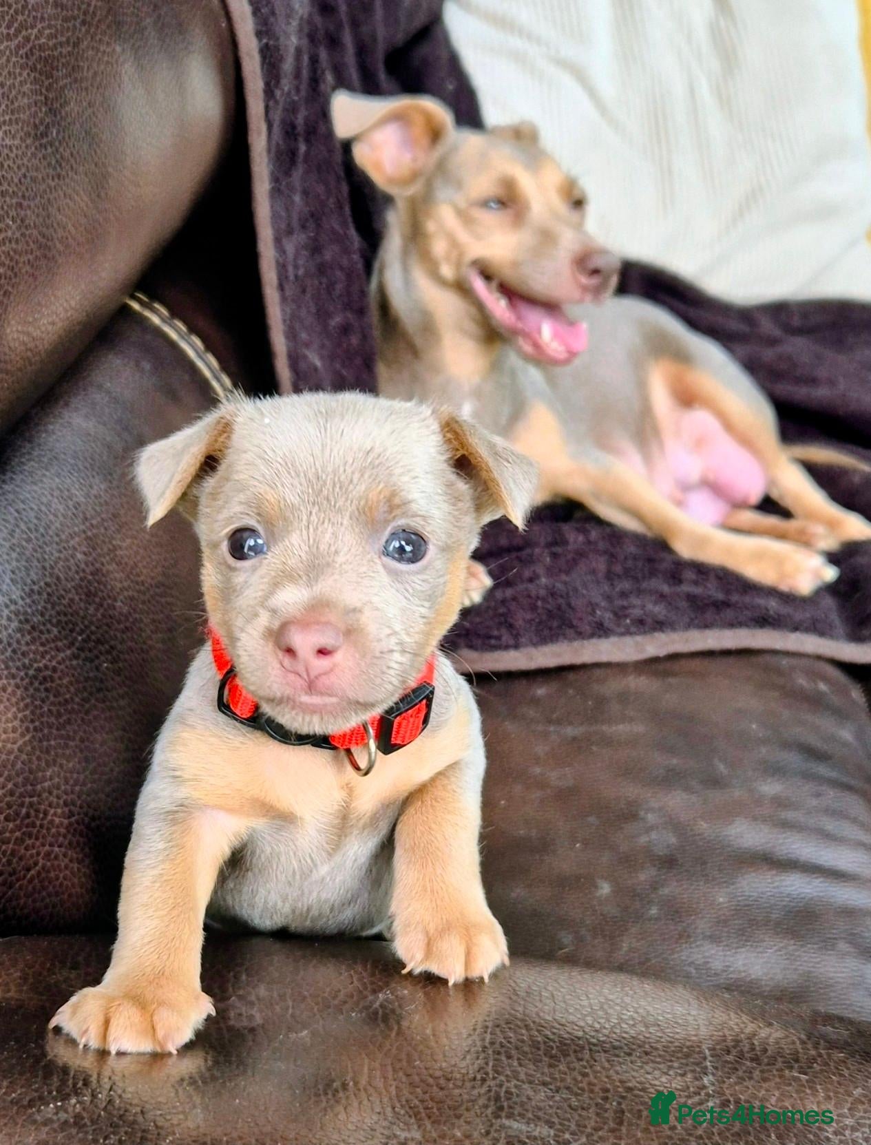 Jack Russell dogs Lilac & blue Miniature JackRussell Wenlock puppies - Advert 2
