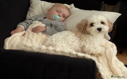 Mixed Breed dogs for sale: Lovely 2 year old Cavapoo - Image 3