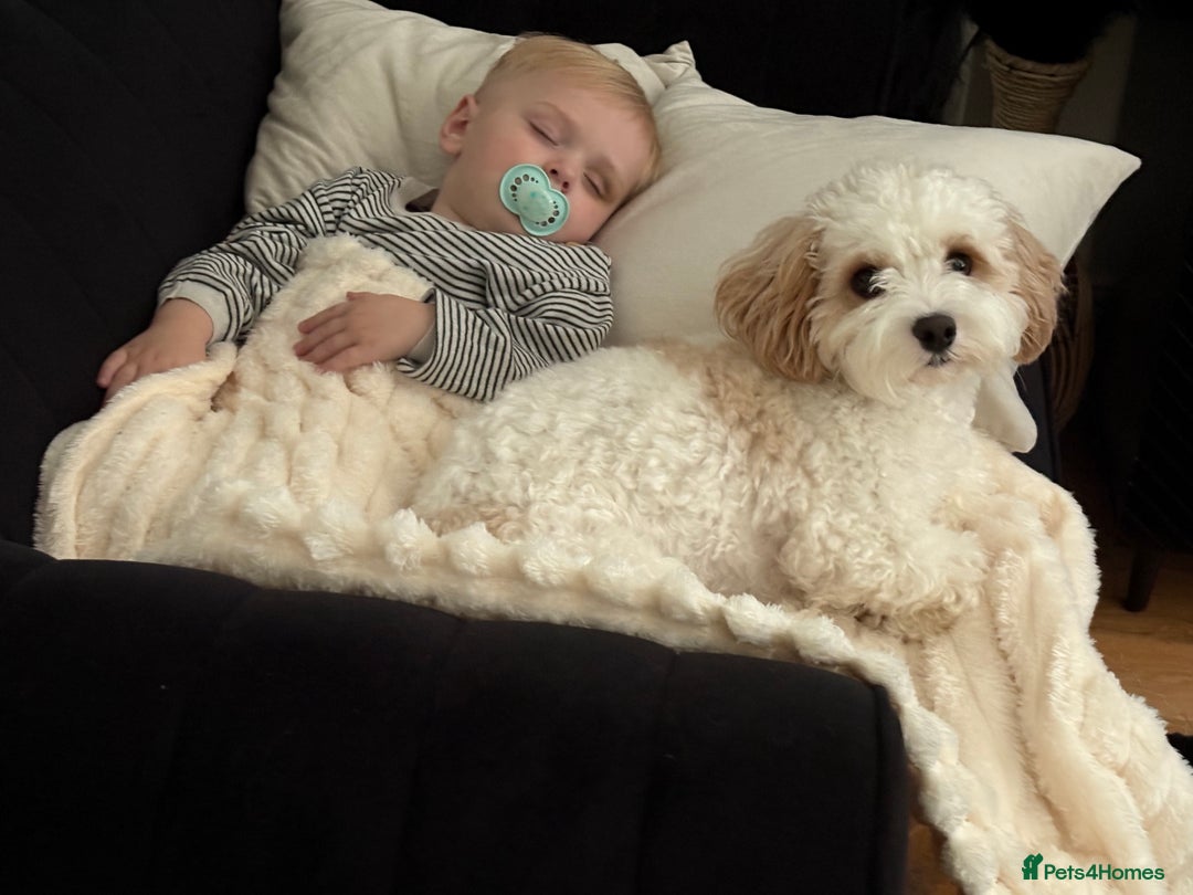 Mixed Breed dogs for sale: Lovely 2 year old Cavapoo - Image 3