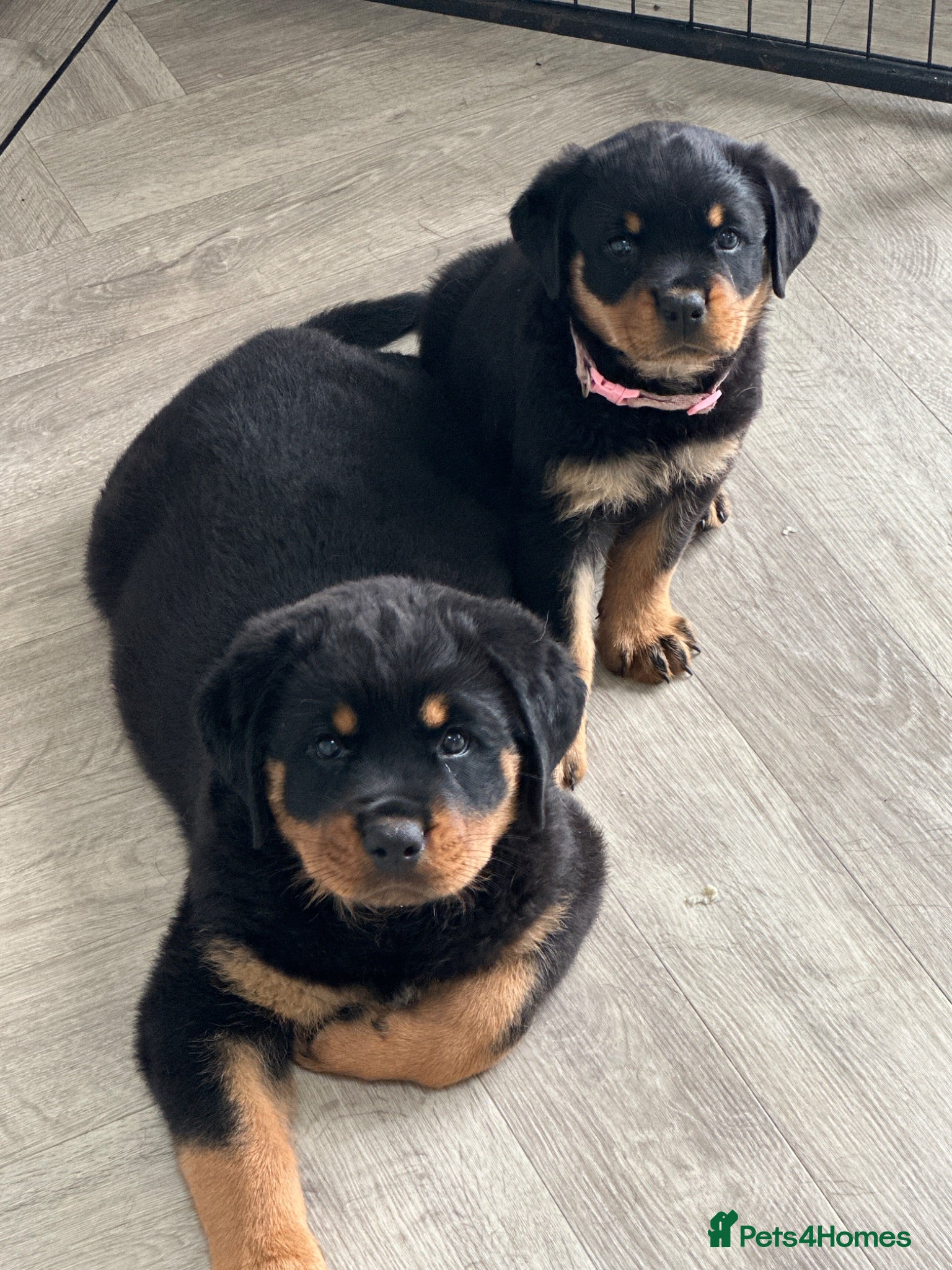 Rottweiler dogs OUTSTANDING QUALITY GERMAN ROTTWEILER PUPPIES  - Advert 2