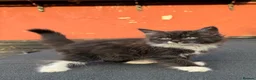 Mixed Breed cats for sale: Beautiful Maine Coon Cross Kittens - Advert 7
