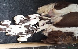 English Springer Spaniel dogs for sale: Gorgeous English Springer Spaniel Puppies - Image 16