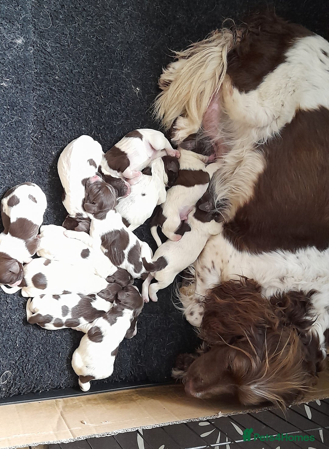 English Springer Spaniel dogs for sale: Gorgeous English Springer Spaniel Puppies - Image 16