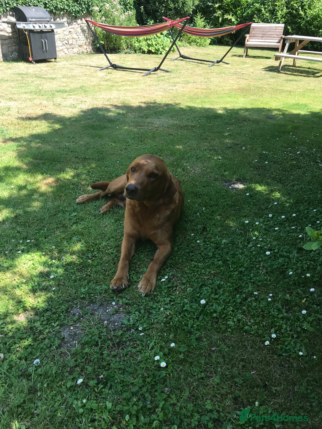 Labrador Retriever dogs for sale: Fox red Labrador puppies  - Image 9