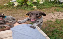 German Shorthaired Pointer dogs for sale: German Shorthair Pointer - Image 6