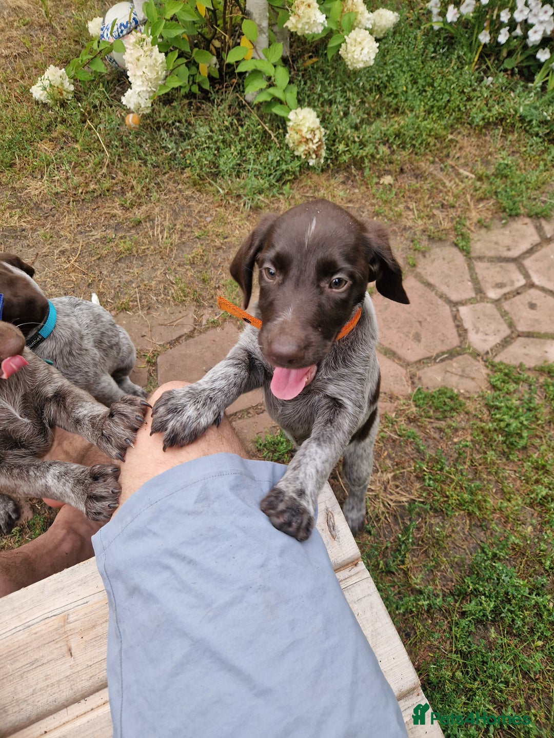 German Shorthaired Pointer dogs for sale: German Shorthair Pointer - Image 6