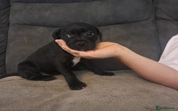 Staffordshire Bull Terrier dogs for sale: 1 stunning black female left 😍  - Image 1