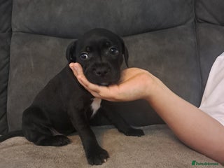 Staffordshire Bull Terrier dogs - Advert 6
