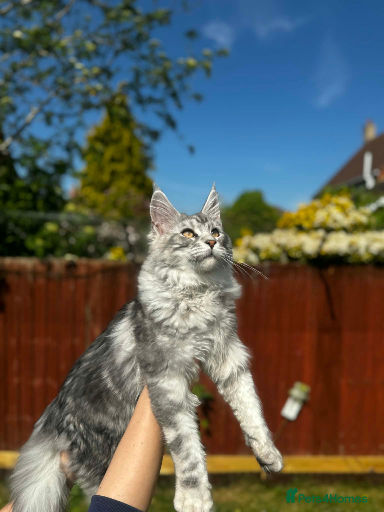 Maine Coon cats 6 STUNNING PEDIGREE TICA REG MAINE COON KITTENS - Advert 14