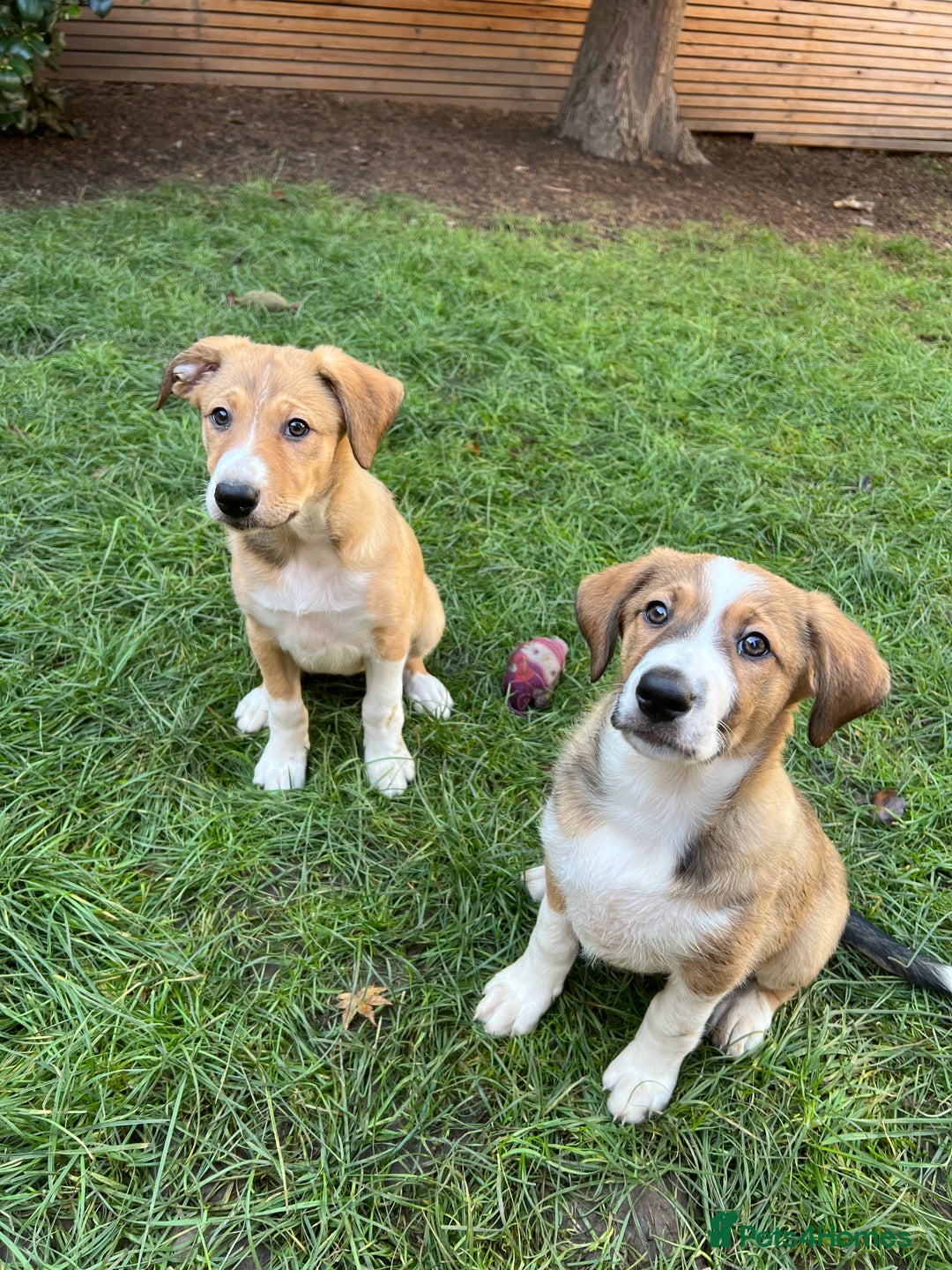 Mixed Breed dogs for sale: Border Collie / Polish Hunting Dog mix puppies - Advert 6