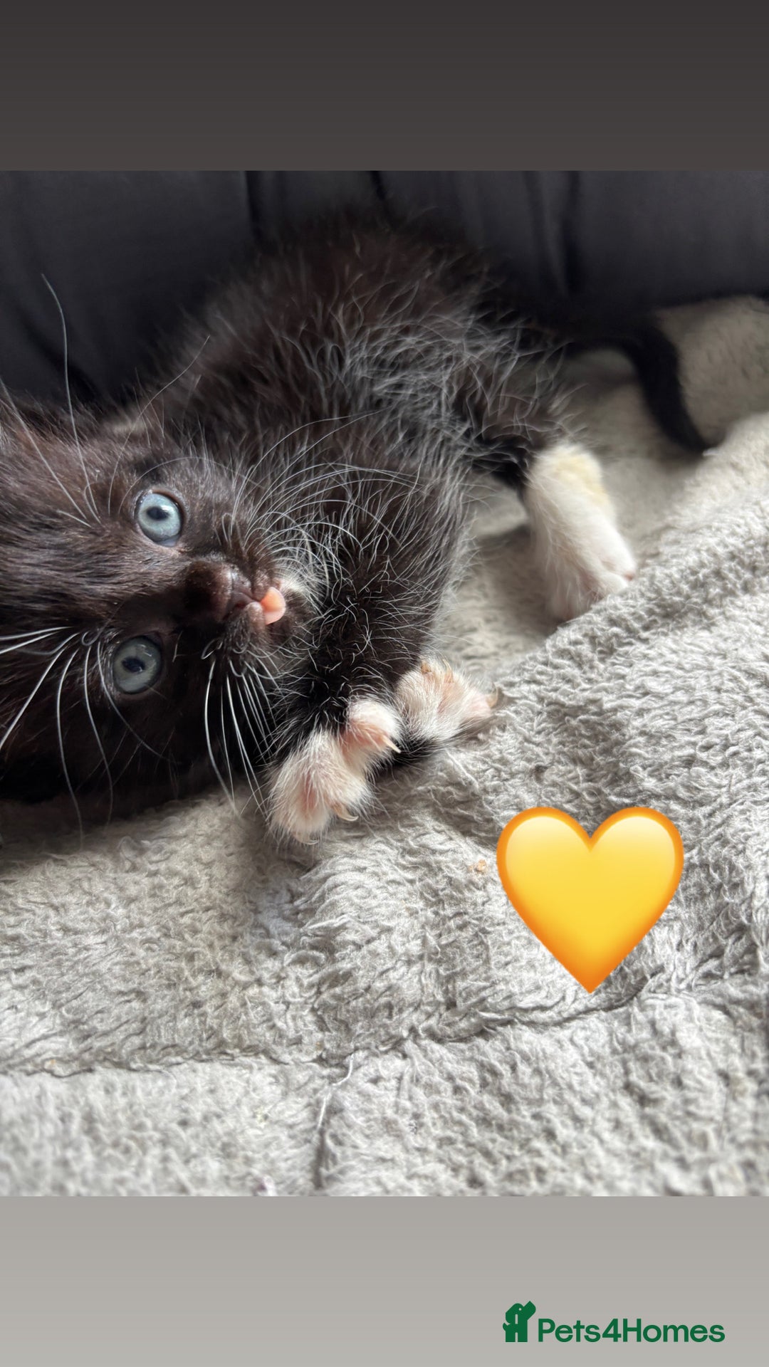 Mixed Breed cats for sale: Beautiful kittens for sale - Image 5