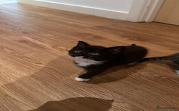 Domestic Shorthair cats for sale: 5 Tabby & Tuxedo kittens for sale - Image 36