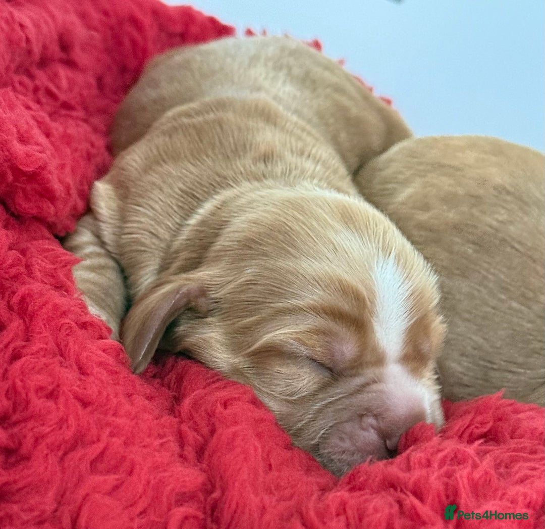 Cocker Spaniel dogs for sale: Show cocker spaniels  - Advert 10