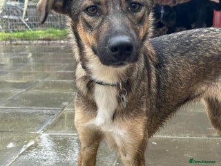 Mixed Breed dogs in Norwich - Advert 20