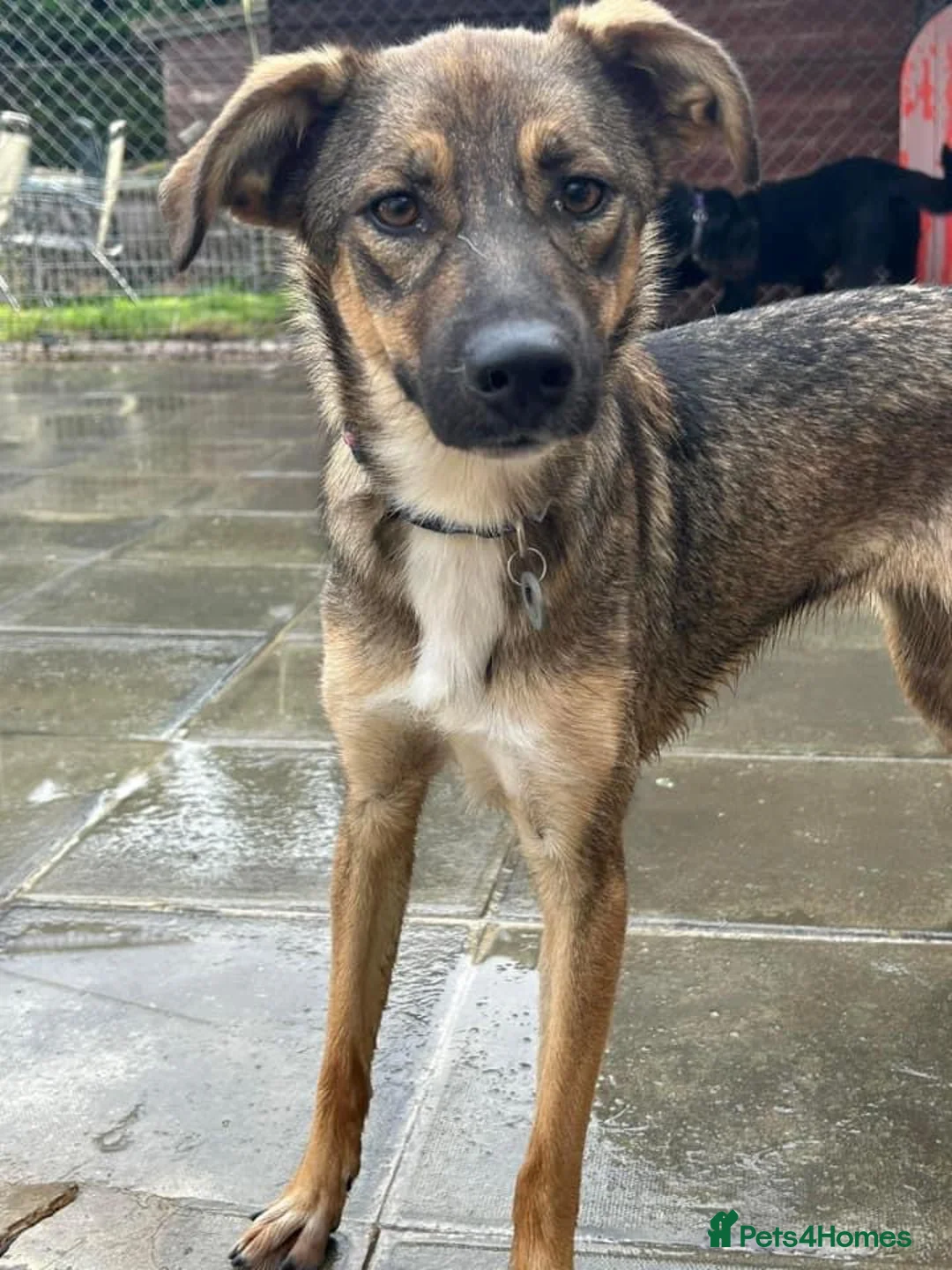 Mixed Breed dogs for adoption: Harper. Norwich Norfolk  in Norwich - Advert 1