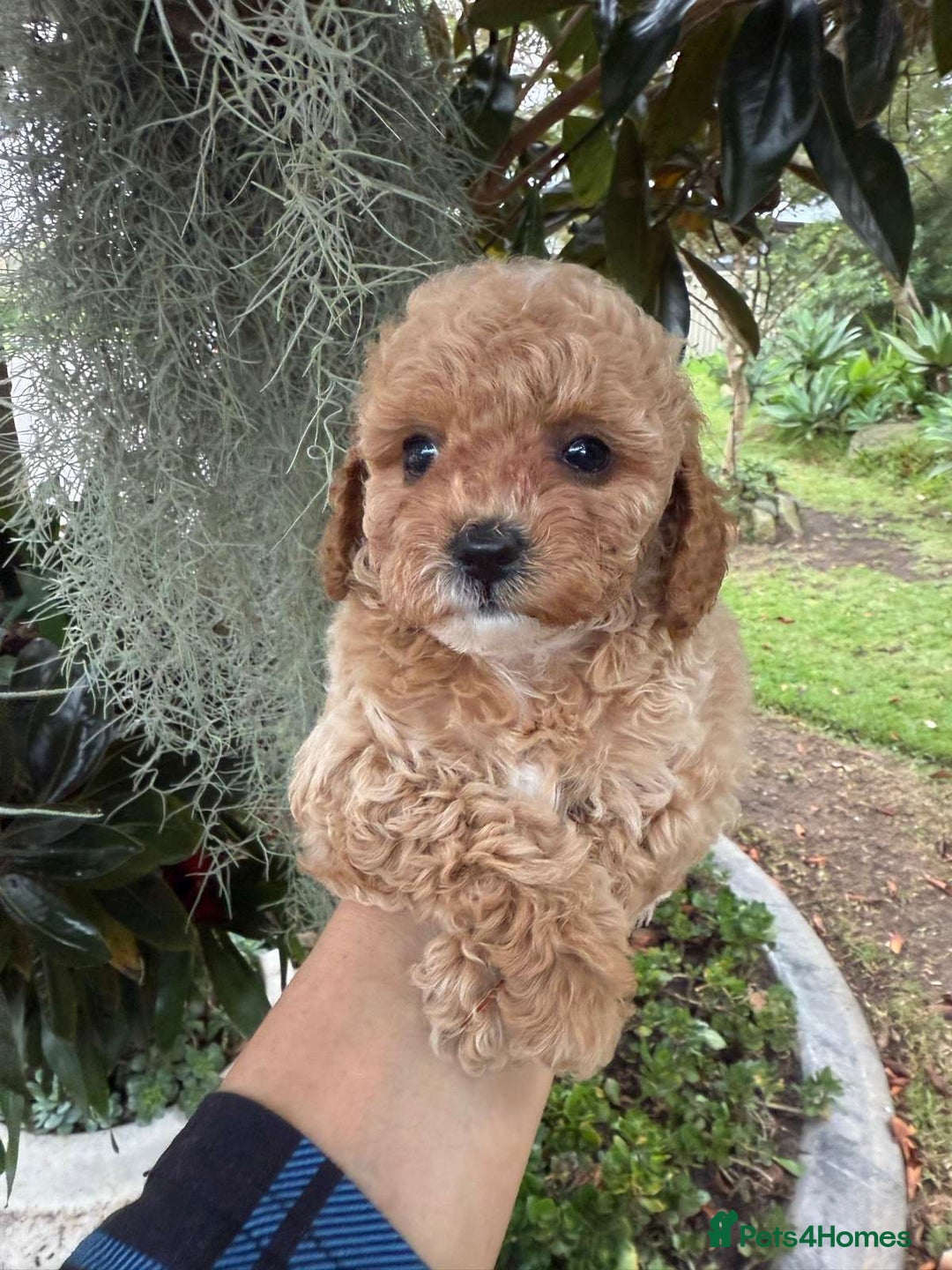 Toy Poodle dogs for sale: Toy poodles need a forever homes - Advert 7