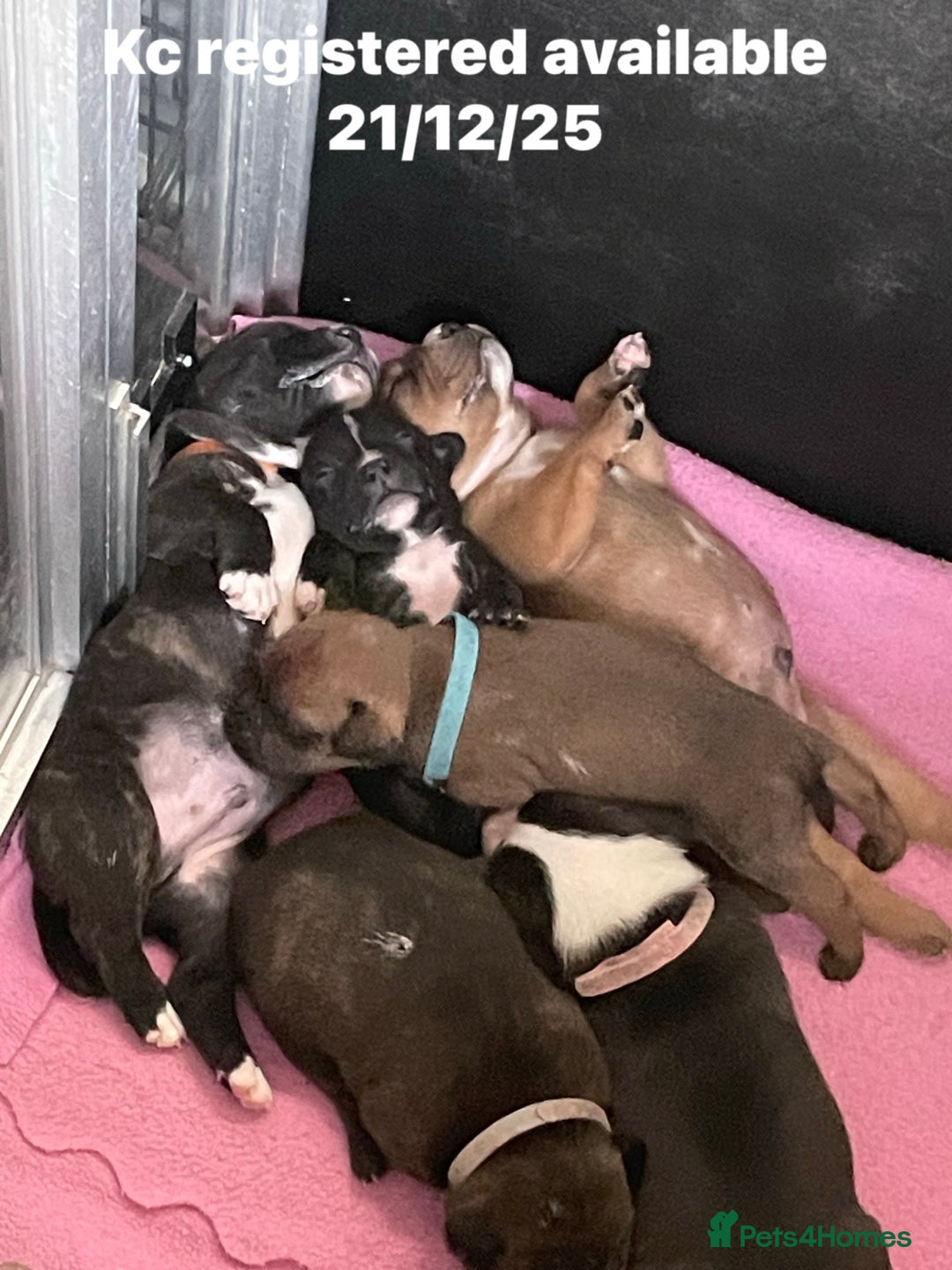 Staffordshire Bull Terrier dogs for sale: Kc registered Staffordshire bull terriers - Advert 6