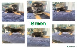 German Shepherd dogs for sale: REDUCED!! LAST short hair german shepherd female - Image 3