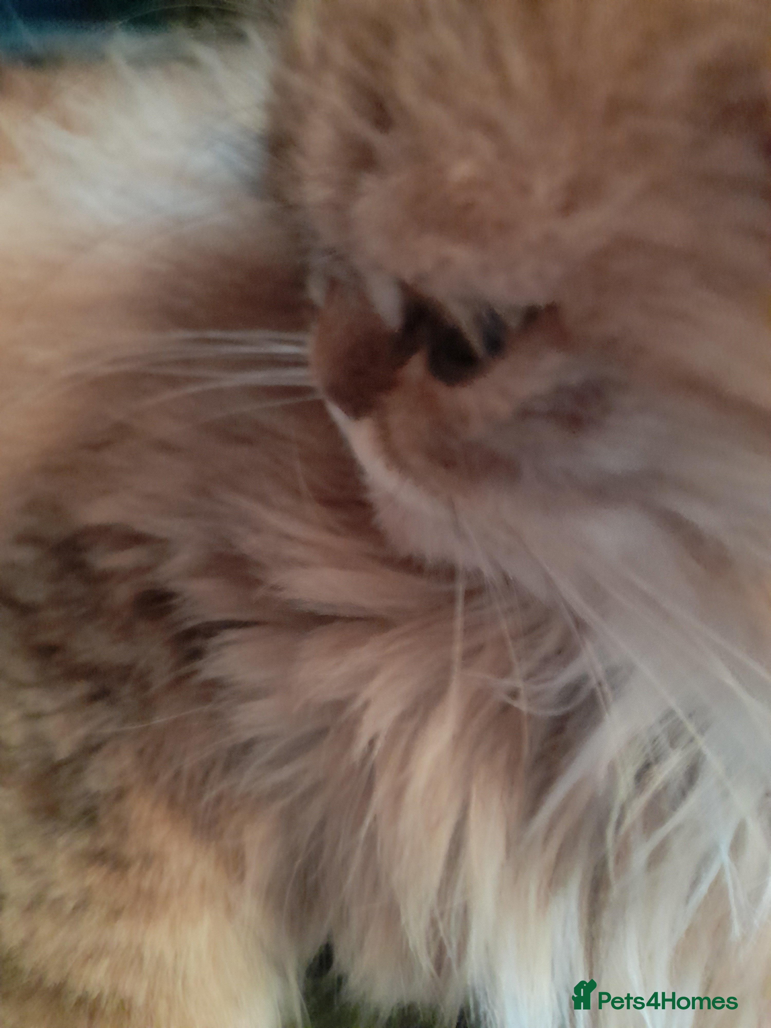 Persian cats Beautiful Golden persian - Advert 1