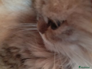 Persian cats Beautiful Golden persian - Advert 1