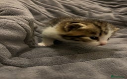 British Shorthair cats for sale: 4 Beautiful British Shorthair cross Kittens  - Image 19