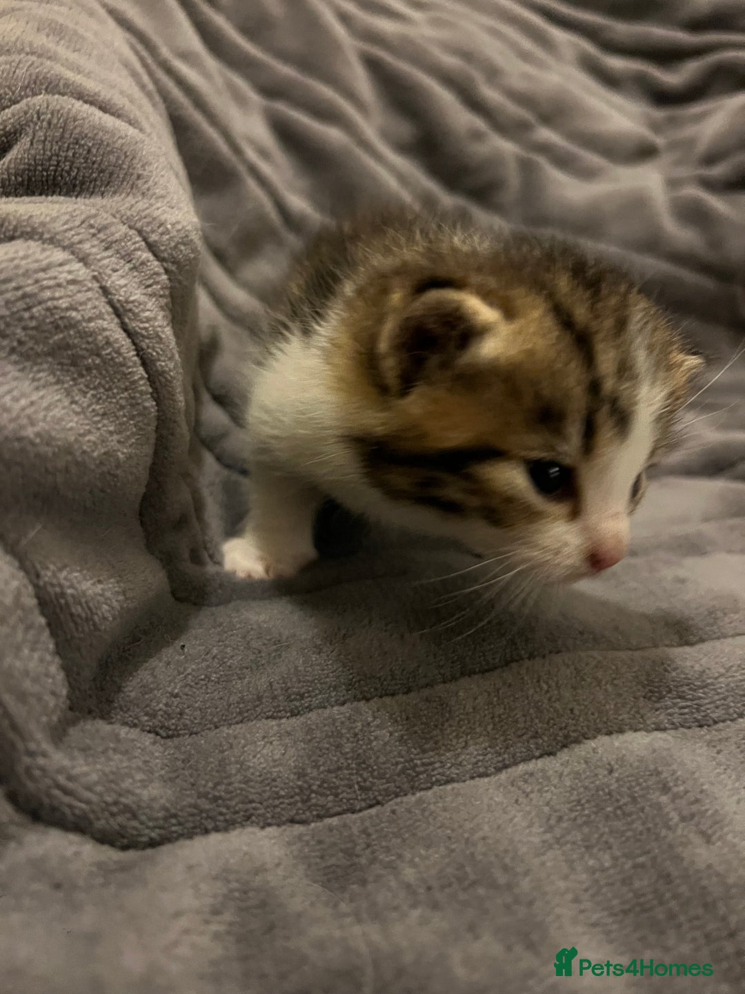 British Shorthair cats for sale: 4 Beautiful British Shorthair cross Kittens  - Image 19