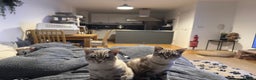 Bengal cats for sale: Buzz and Woody - Advert 10