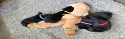 Labrador Retriever dogs for sale: 7 Gorgeous Labrador puppies in Towcester - Advert 7
