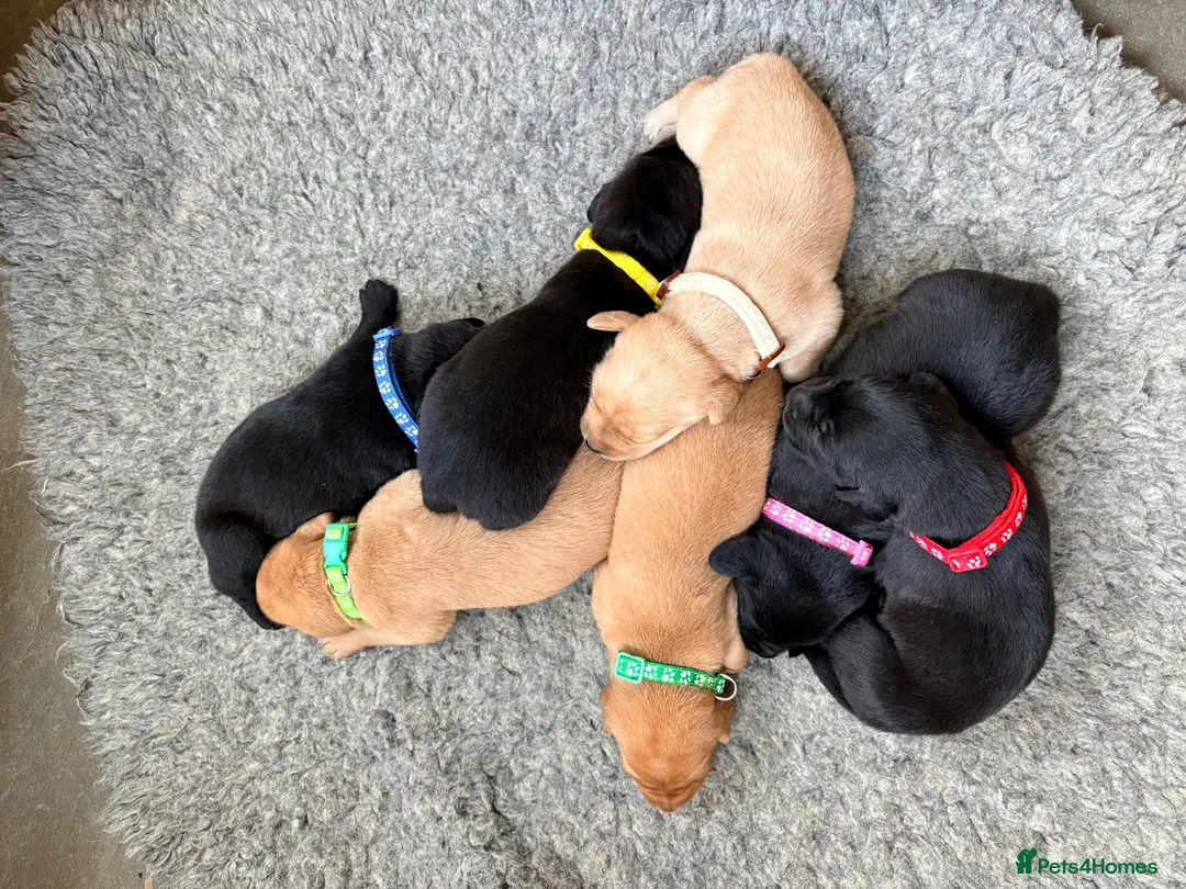 Labrador Retriever dogs for sale: 7 Gorgeous Labrador puppies in Towcester - Advert 7
