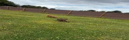 Cocker Spaniel dogs for sale: Beautiful Cocker Spaniel Girl Needs a Loving Home - Advert 7