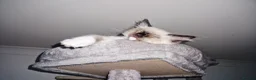 Ragdoll cats for sale: Beautiful Chunky Fluffy Ragdoll kittens in Southend-on-Sea - Advert 7