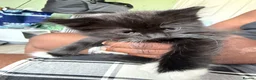 Mixed Breed cats for sale: Beautiful kittens  in Worcester - Advert 5