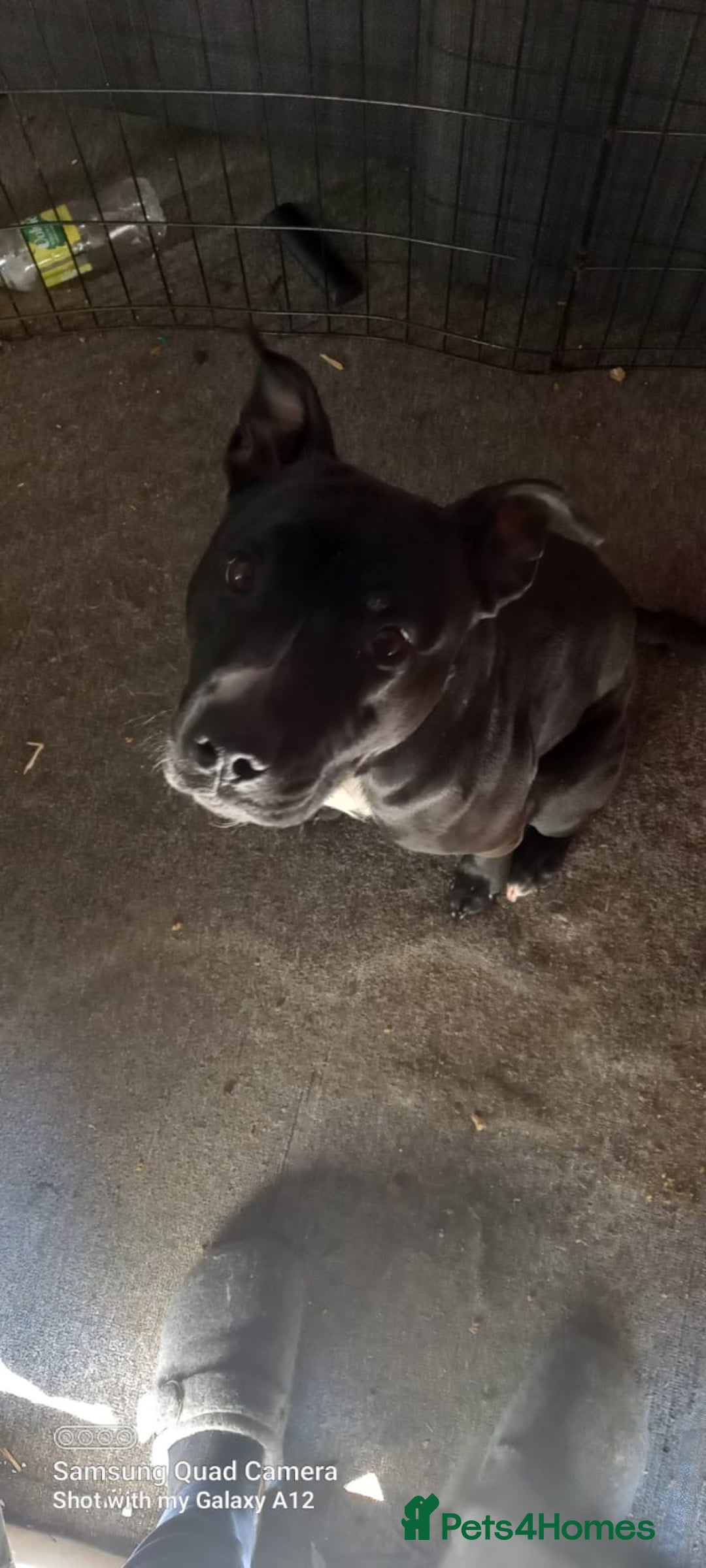 Staffordshire Bull Terrier dogs for sale: Pet for rehome  - Image 1