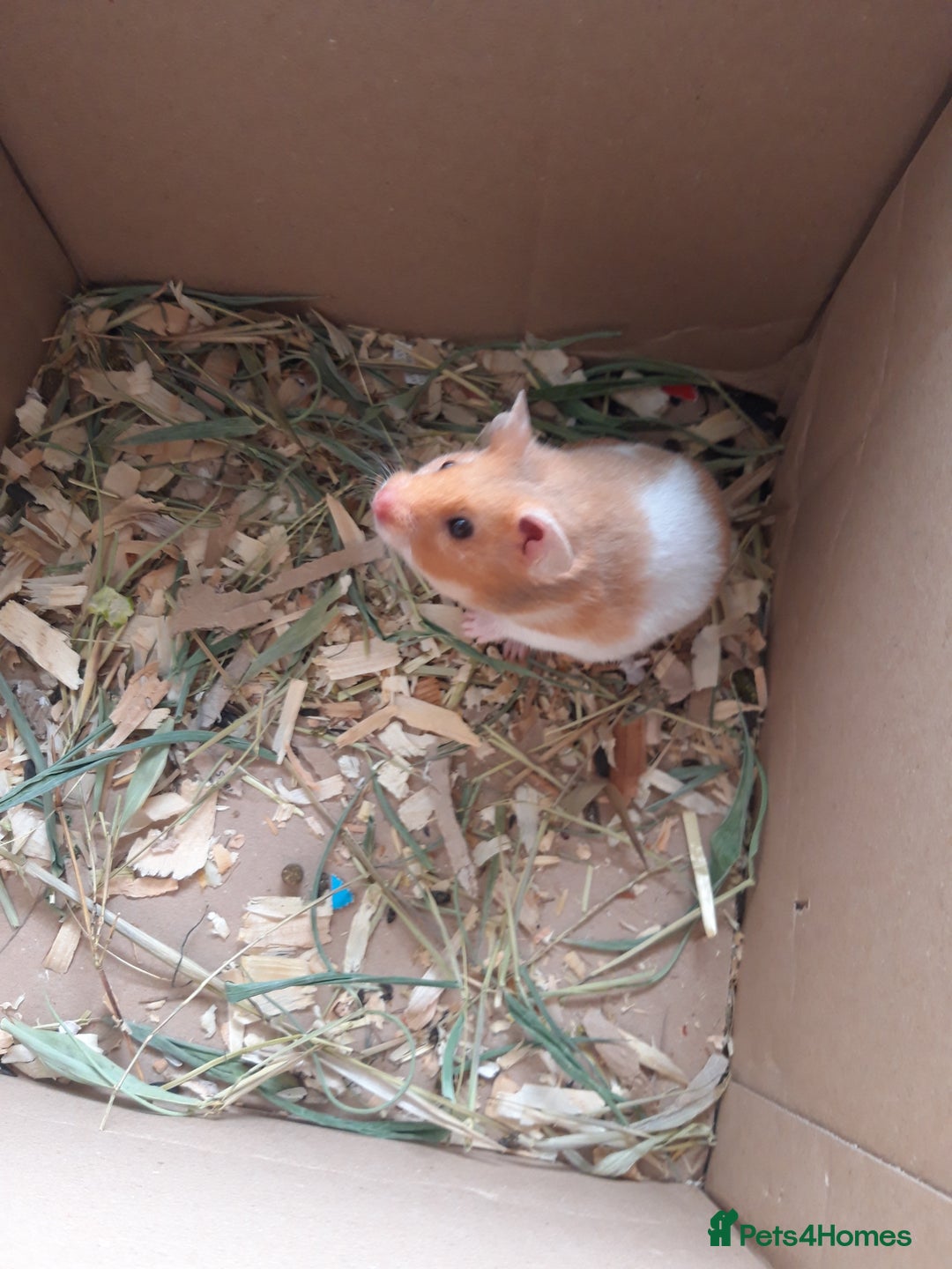 Hamster rodents for sale: Baby syrian hamsters long and short hair £12 each in Manchester - Image 15
