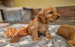 Cocker Spaniel dogs for sale: Pedigree Show Cocker Spaniel puppies.  - Image 4