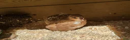 Quail poultry for sale: Different colours Coturnix Quail  - Advert 3