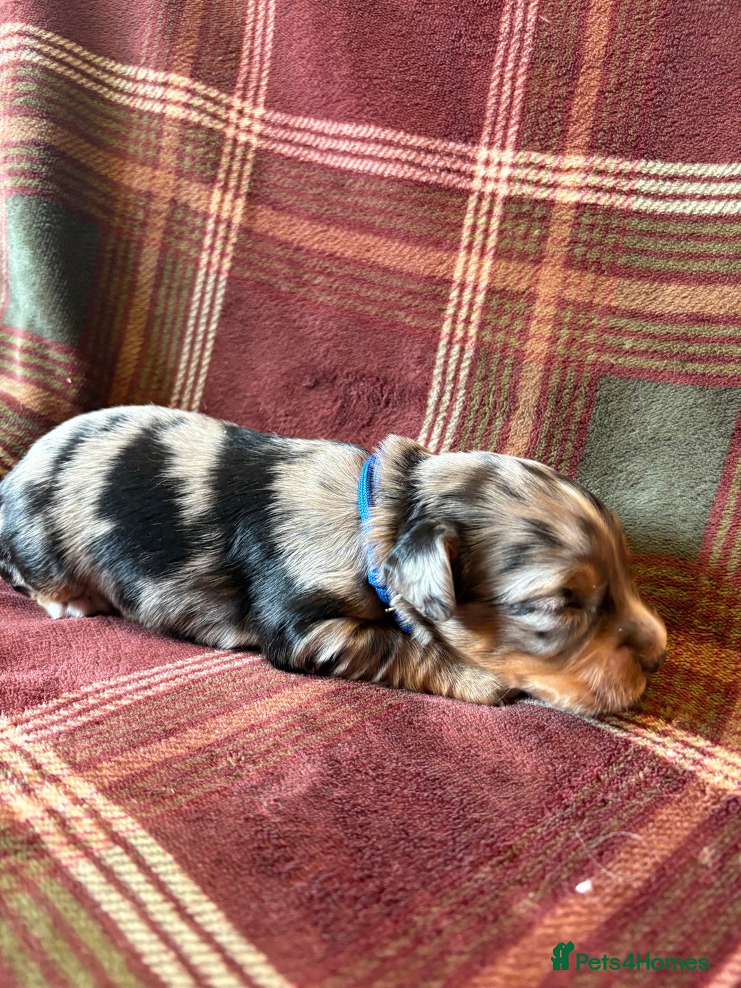 Mixed Breed dogs for sale: Beautiful Cocker X Puppies  - Advert 14