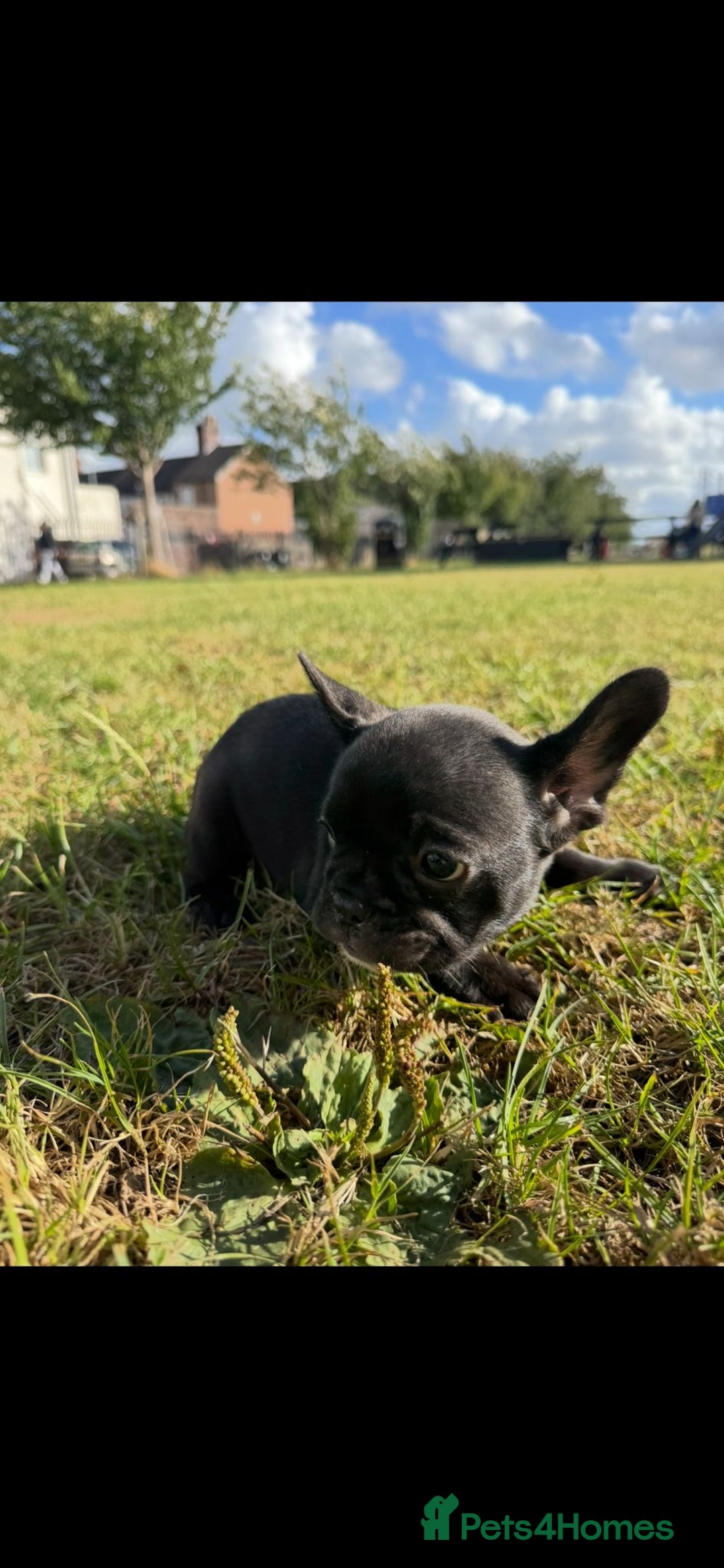 French Bulldog dogs for sale: 2 Adult French bulldogs and 4 Puppies  - Image 12