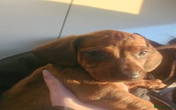 Dachshund dogs for sale: Dachshund puppies for sale  - Image 12