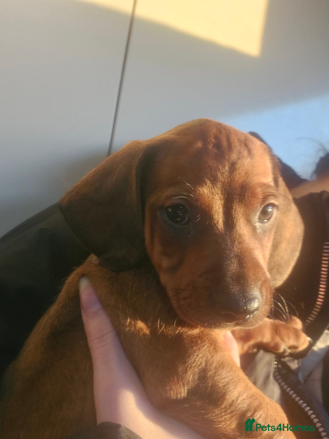 Dachshund dogs for sale: Dachshund puppies for sale  - Image 12
