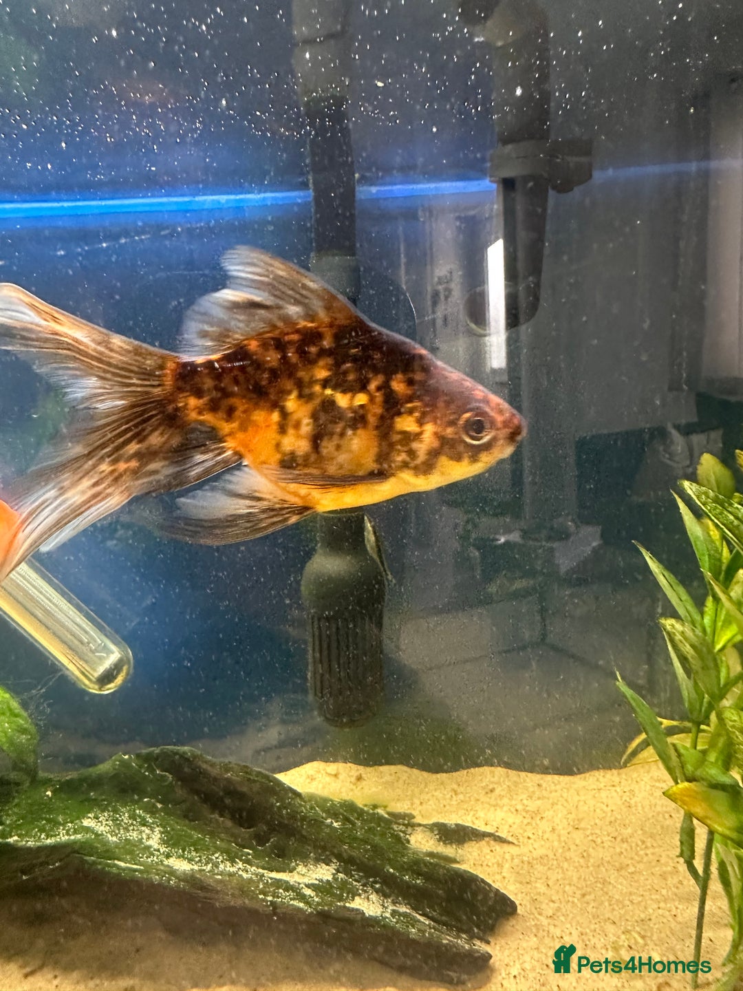 Fancy Goldfish fish for sale: 7 fancy gold fish for sale  - Image 5