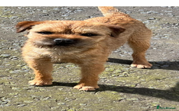 Border Terrier dogs for sale: Border Terrier KC Reg puppies - Image 2