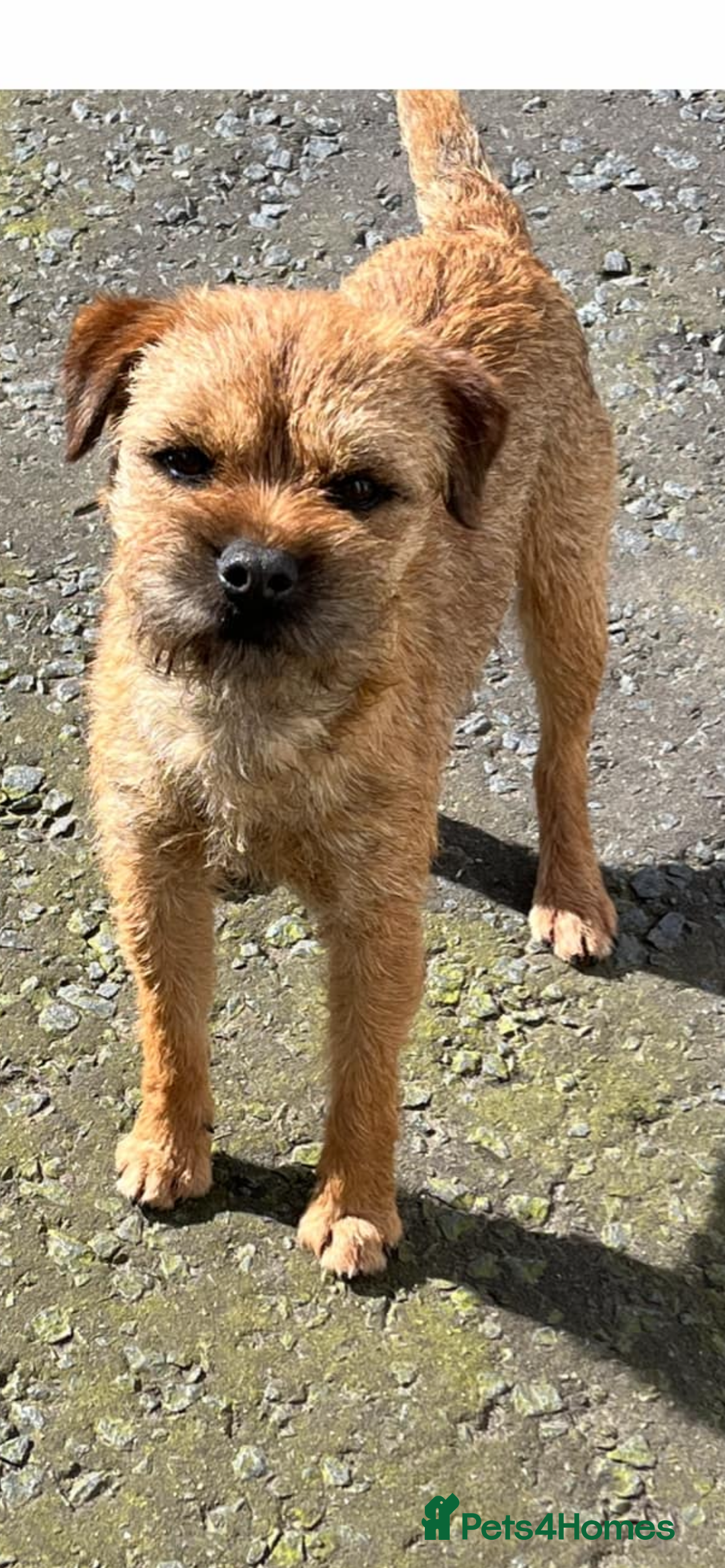Border Terrier dogs for sale: Border Terrier KC Reg puppies - Image 2