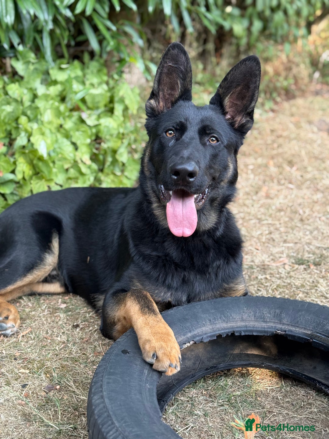 German Shepherd dogs for sale: MAXIMUS/ PEDIGREE GSD/ KENNEL CLUB REGISTERED/ - Image 1