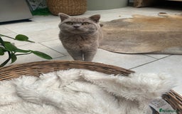 British Shorthair cats for sale: Beautiful lilac British shorthair male  - Image 3